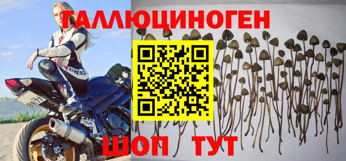 Псилоцибиновые грибы GOLDEN TEACHER Абинск